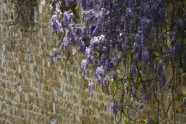 Floração Violeta Wisteria Sinensis Wisteria Floresceu Árvore Durante Temporada Primavera — Fotografia de Stock