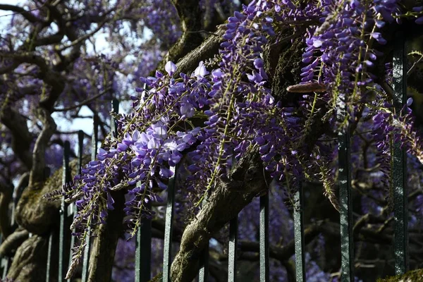 Цветущие Фиолетовые Вистерия Sinensis Flowering Вистерия Дерево Саду — стоковое фото