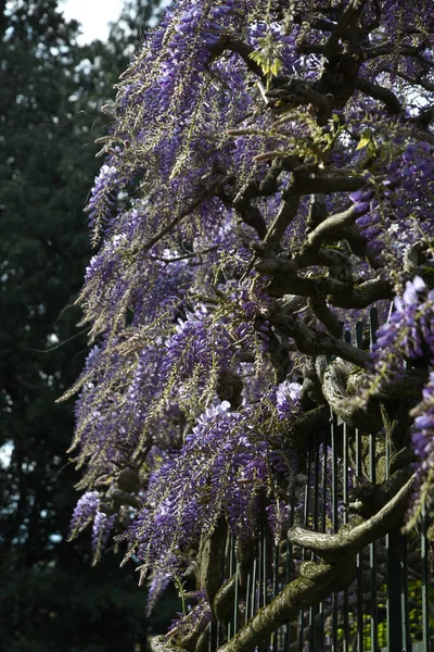 Floração Violeta Wisteria Sinensis Flowering Wisteria Árvore Jardim — Fotografia de Stock