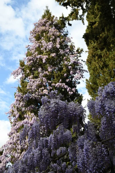 Floração Roxa Wisteria Sinensis Bela Planta Wisteria Floração Jardim Sobe — Fotografia de Stock