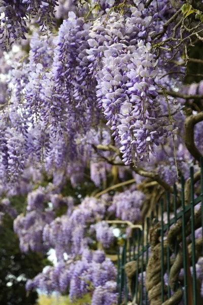 美丽的紫罗兰花开 有选择的焦点 — 图库照片