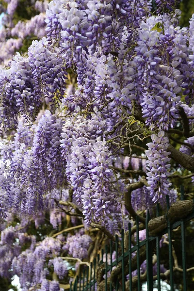 Bellissimo Glicine Viola Fiore Messa Fuoco Selettiva — Foto Stock