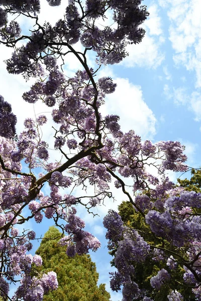 Schöne Lila Glyzinien Blühen Einem Garten Schuss Von Unten — Stockfoto