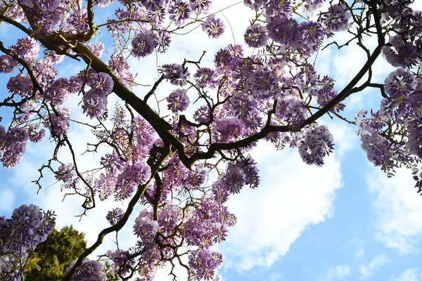 Schöne Lila Glyzinien Blühen Einem Garten Schuss Von Unten — Stockfoto