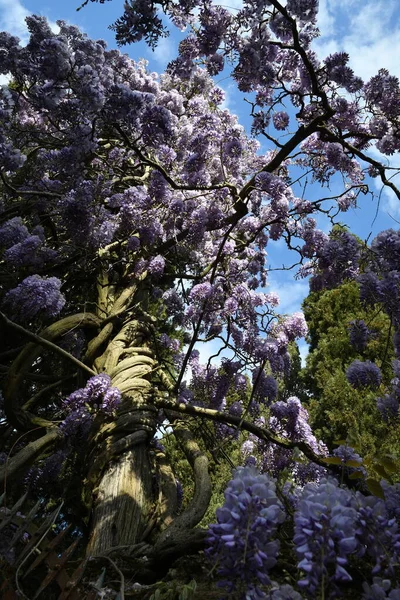 紫罗兰花盛开 花园里美丽的开着花的紫藤植物爬上了柏树 — 图库照片