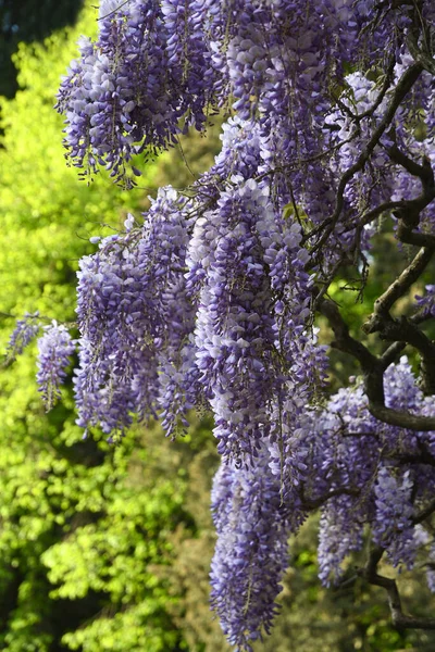 Bela Wisteria Roxa Florescendo Jardim — Fotografia de Stock