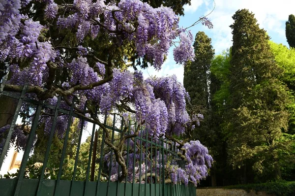 庭に咲く美しい紫色の藤 — ストック写真
