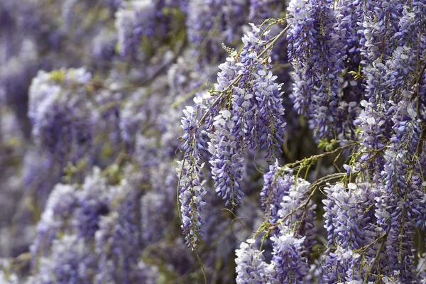 Bloeiende Violette Wisteria Sinensis Mooie Bloeiende Wisteria Tuin Selectieve Focus — Stockfoto