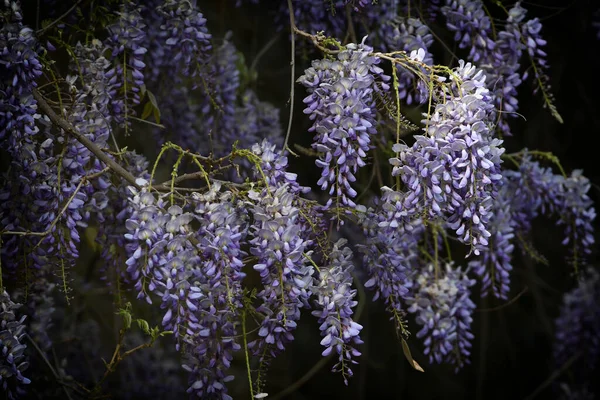 Bloeiende Violette Wisteria Sinensis Mooie Bloeiende Wisteria Tuin Selectieve Focus — Stockfoto