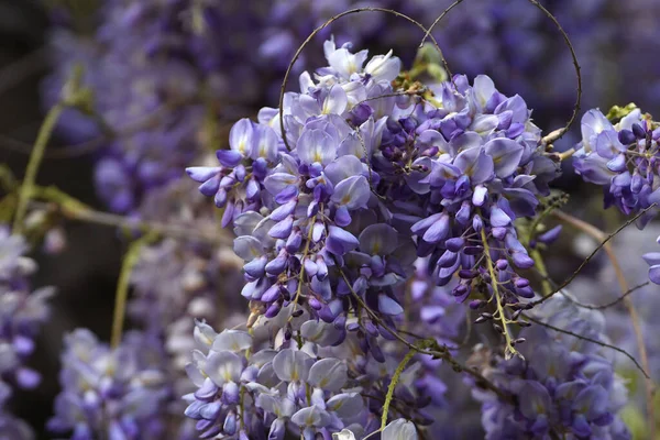 Bloeiende Violette Wisteria Sinensis Mooie Bloeiende Wisteria Tuin Selectieve Focus — Stockfoto