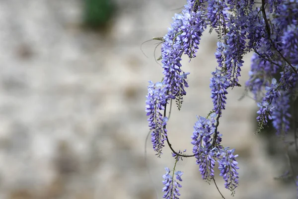 Bloeiende Violette Wisteria Sinensis Mooie Bloeiende Wisteria Tuin Selectieve Focus — Stockfoto