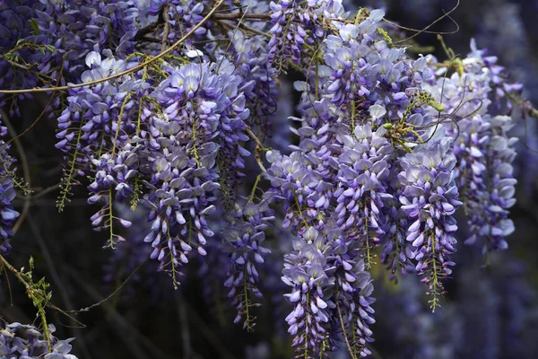 花紫罗兰花 花园里开着美丽的蔷薇花 有选择的重点 — 图库照片