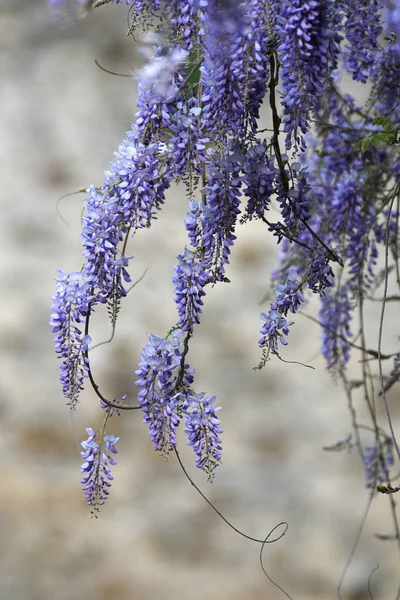 Bloeiende Violette Wisteria Sinensis Mooie Bloeiende Wisteria Tuin Selectieve Focus — Stockfoto