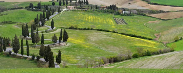 春の季節 ヒノキの木や黄色の花とMonticchiello近くの有名な道路 イタリアのトスカーナ州 — ストック写真