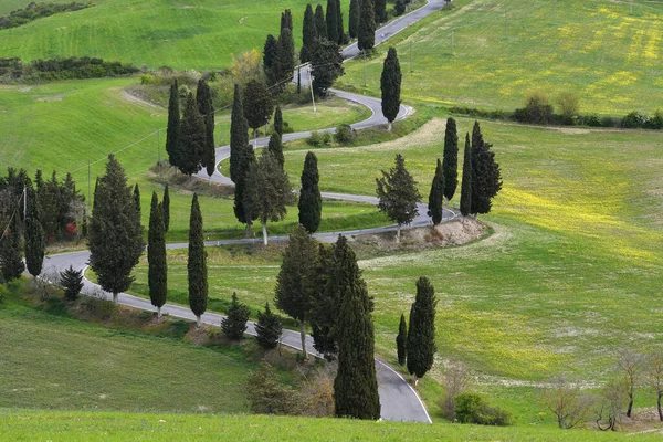 Frühling Von Zypressen Gesäumte Landstraße Bei Monticchiello Siena Toskana Italien — Stockfoto