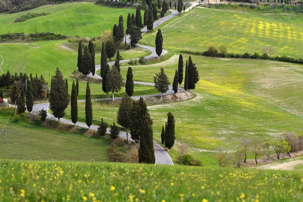 春の季節 モンティッチェッロ シエナ トスカーナ イタリアの近くのヒノキの木に囲まれた田舎道 — ストック写真