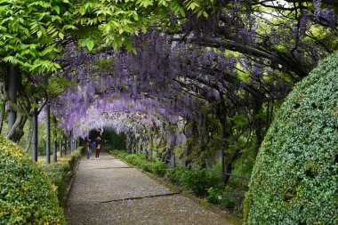 Floransa, Nisan 2021: Bloom 'da güzel bir salkım. Floransa, İtalya 'da Michelangelo Meydanı yakınlarındaki bir bahçede Wisteria Tüneli.
