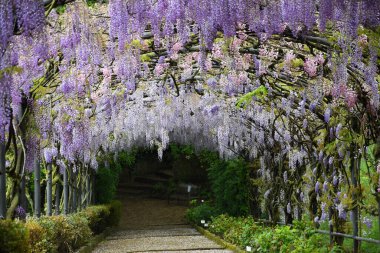 Bloom 'daki güzel Wisteria. Floransa, İtalya 'da Michelangelo Meydanı yakınlarındaki bir bahçede Wisteria Tüneli.