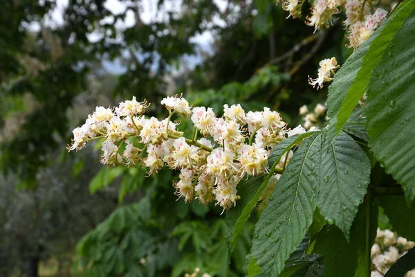 Prachtige Bloeiende Paardenkastanje Paardenkastanje Aesculus Hippocastanum Een Boom Uit Familie — Stockfoto