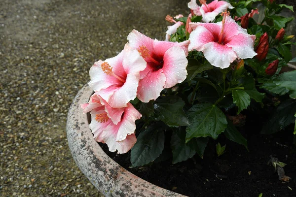 Beautidul Ibiscus Flores Jardim Hibisco Hibisco Gênero Mais 300 Espécies — Fotografia de Stock