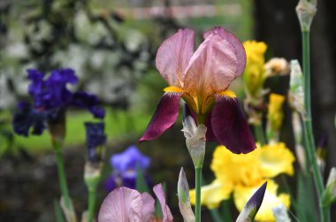Bahçede çiçek açan güzel irisler.
