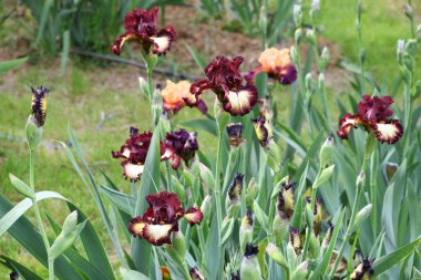 Bahçede çiçek açan güzel irisler.