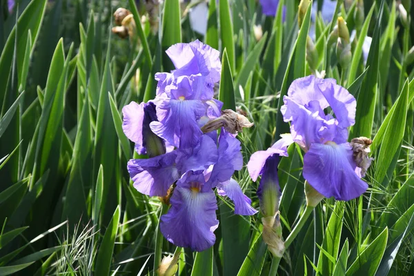 Spectaculaire Paarse Iris Bloei Een Tuin — Stockfoto