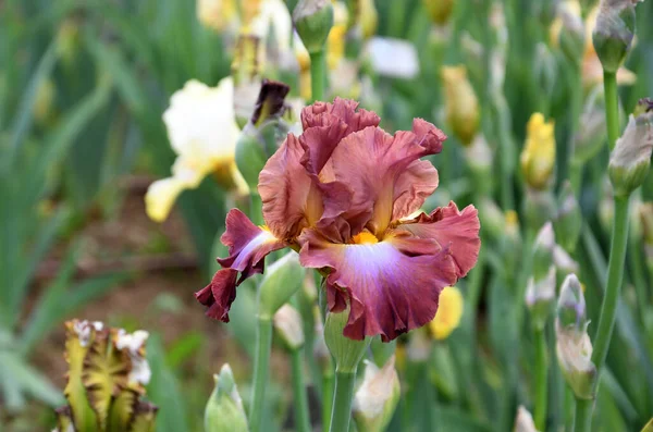 Hermosos Iris Flor Jardín —  Fotos de Stock