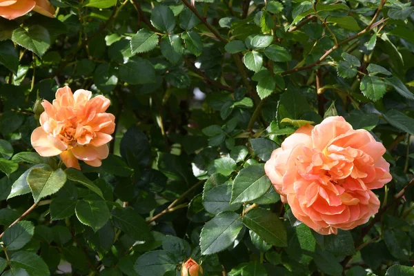 Orange Rosen Blühen Einem Garten — Stockfoto