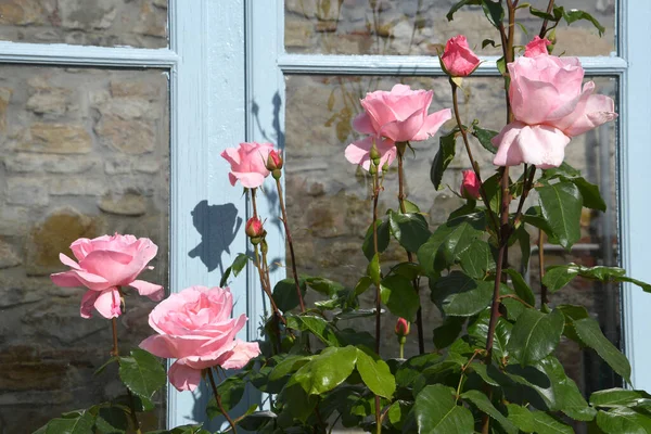 Rosas Rosadas Flor Jardín Florencia — Foto de Stock