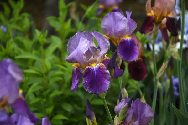 Spectaculaire Paarse Iris Bloei Een Tuin — Stockfoto