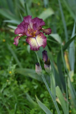 Bahçede çiçek açan güzel irisler.