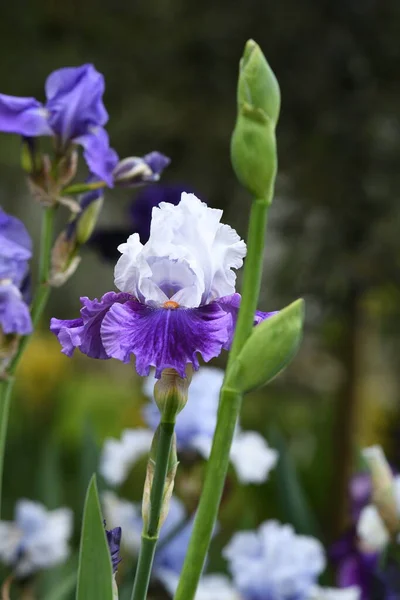 Mooie Irissen Bloei Een Tuin — Stockfoto