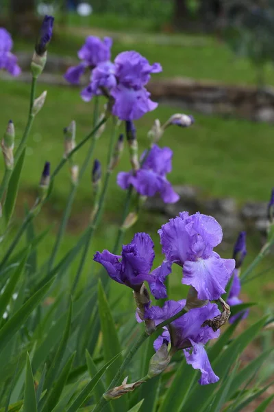 Mooie Paarse Irissen Bloei Een Tuin Florence — Stockfoto