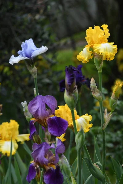 Mooie Irissen Bloei Een Tuin — Stockfoto