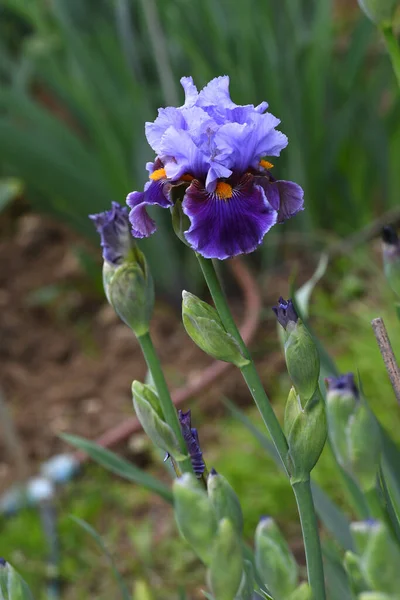 Mooie Paarse Irissen Bloei Een Tuin Florence — Stockfoto