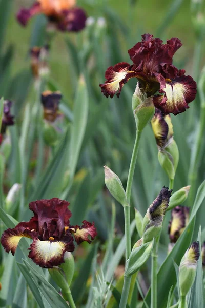 Hermosos Iris Flor Jardín —  Fotos de Stock