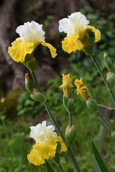 Mooie Gele Irissen Bloei Een Tuin Florence — Stockfoto