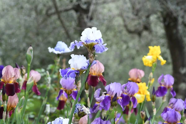 Mooie Irissen Bloei Een Tuin — Stockfoto