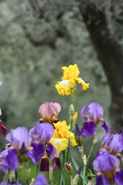 Beaux Iris Fleurs Dans Jardin — Photo