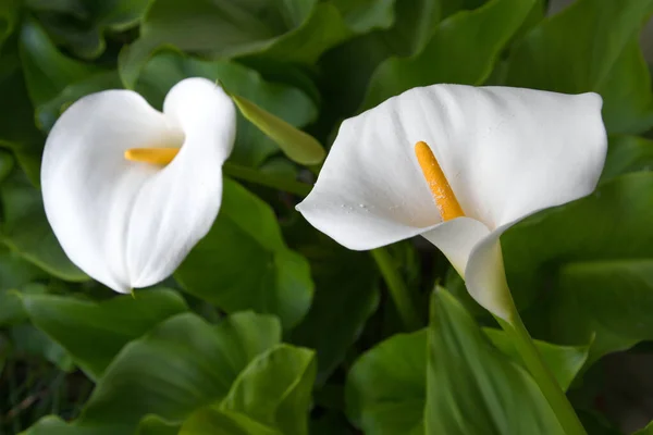 Lindos Lírios Calla Florescendo Jardim — Fotografia de Stock