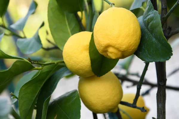 Nahaufnahme Von Schönen Zitronen Auf Der Pflanze Garten — Stockfoto