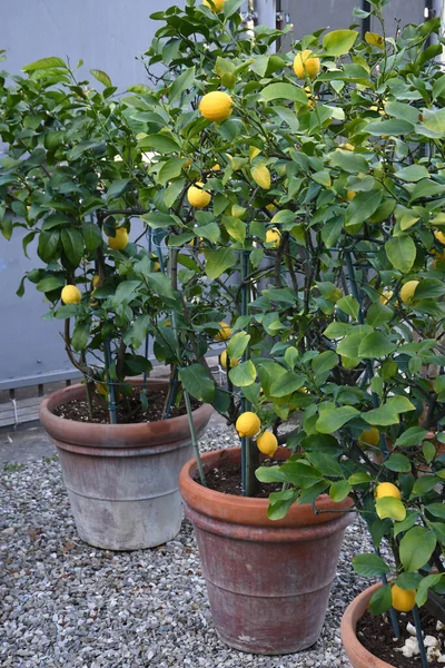 Красивые Лимоны Растении Саду — стоковое фото