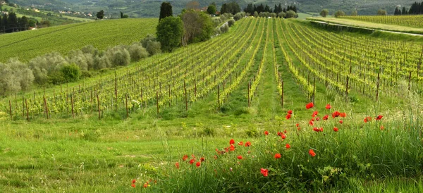 Červené Máky Krásné Vinice Regionu Chianti Během Jarní Sezóny Toskánsku — Stock fotografie