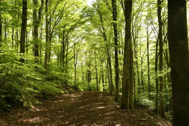 beautiful beech forest in the Apennine mountains near Arezzo. Italy clipart