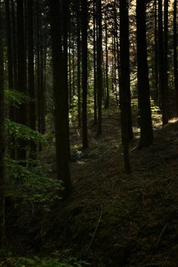 Arezzo yakınlarındaki Apennine dağlarında günbatımında güzel bir tarla ormanı. İtalya