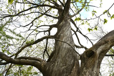Ormandaki kestane ağacının gövdesinin ayrıntıları