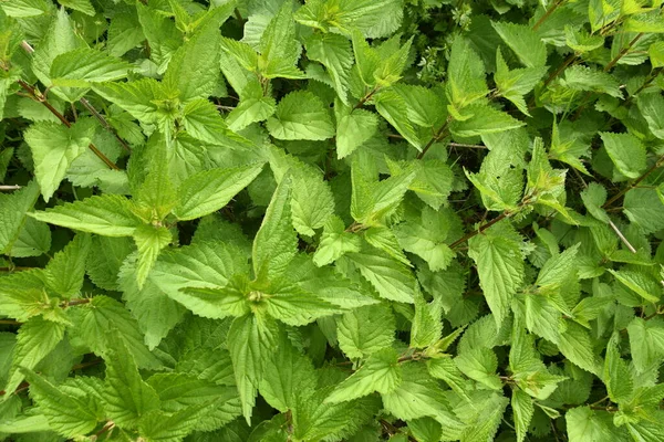 Όμορφα Πράσινα Φύλλα Τσουκνίδας Την Άνοιξη — Φωτογραφία Αρχείου