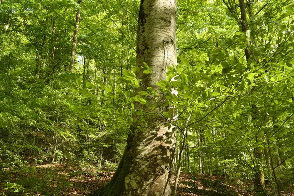 Hermoso Bosque Hayas Las Montañas Apeninos Cerca Arezzo Italia — Foto de Stock