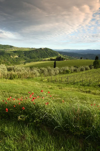 Tipico Paesaggio Toscano Primavera Con Papaveri Rossi Cipressi Vigneti Sulle — Foto Stock